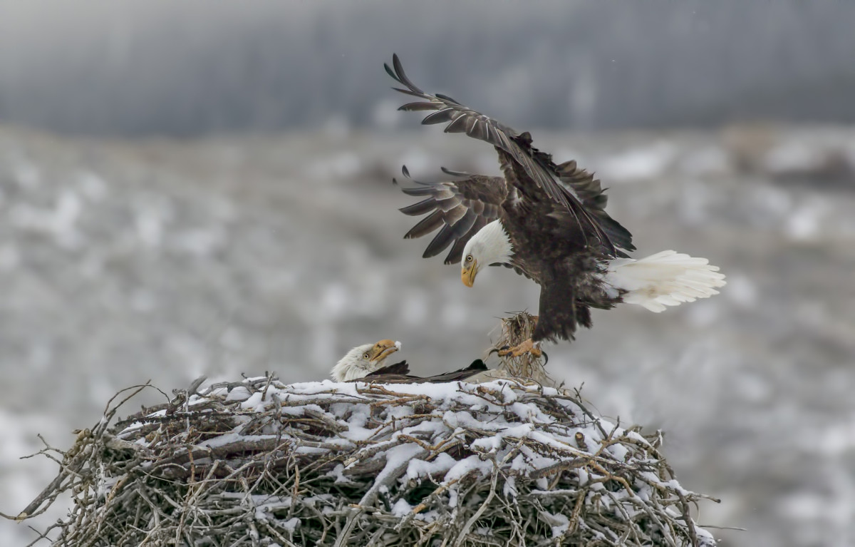 In Heartbreaking News, the Big Bear Eagle Eggs Probably Won't Hatch