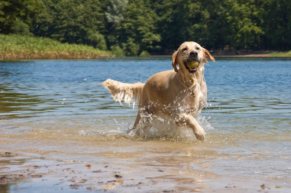 California Pet Parents on Alert as Deadly Parasite Sparks Concern ...