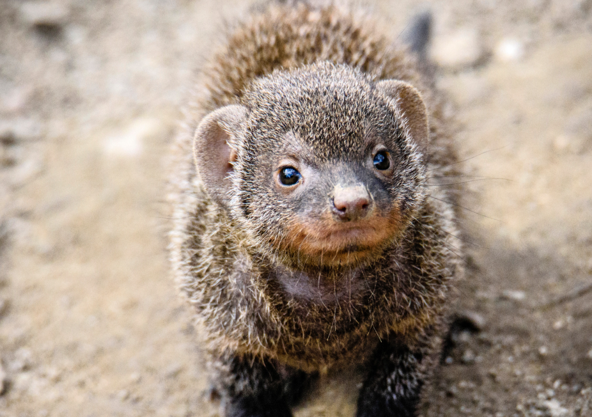 Mongoose’s Tiny Baby-Like Sounds Are Impossible To Resist - PetHelpful