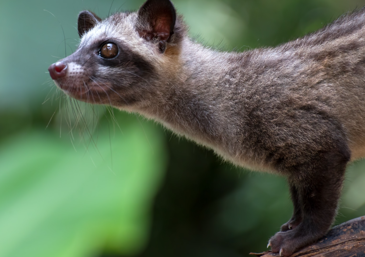 African Civet Helps To Produce Sought After Coffee Beans in Most ...