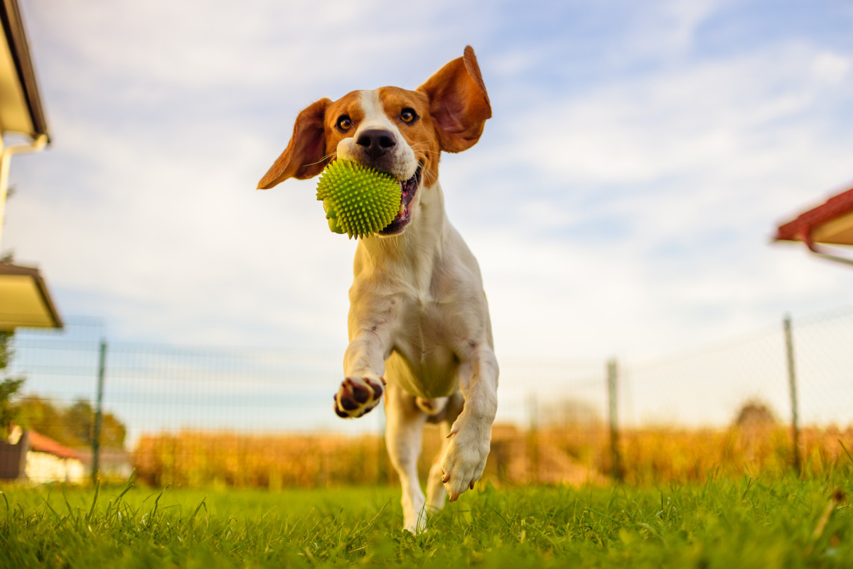 New Study Says Dogs Understand More Words Than Humans Think New Study Says Dogs Understand More Words Than Humans Think