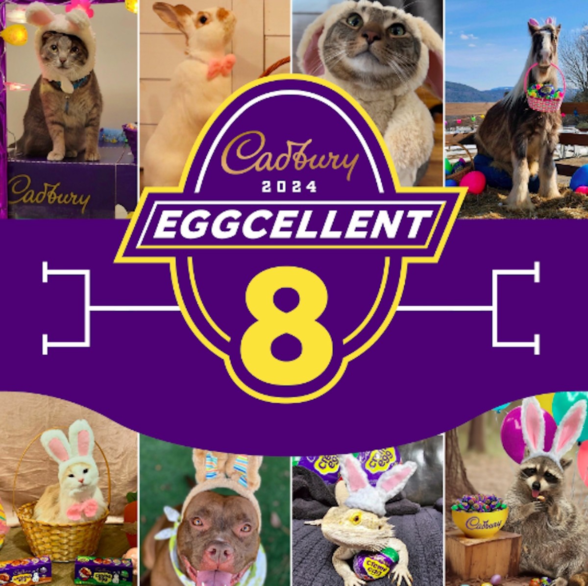 Cadbury Bunny Winner for 2024 Is an Unexpected First PetHelpful News