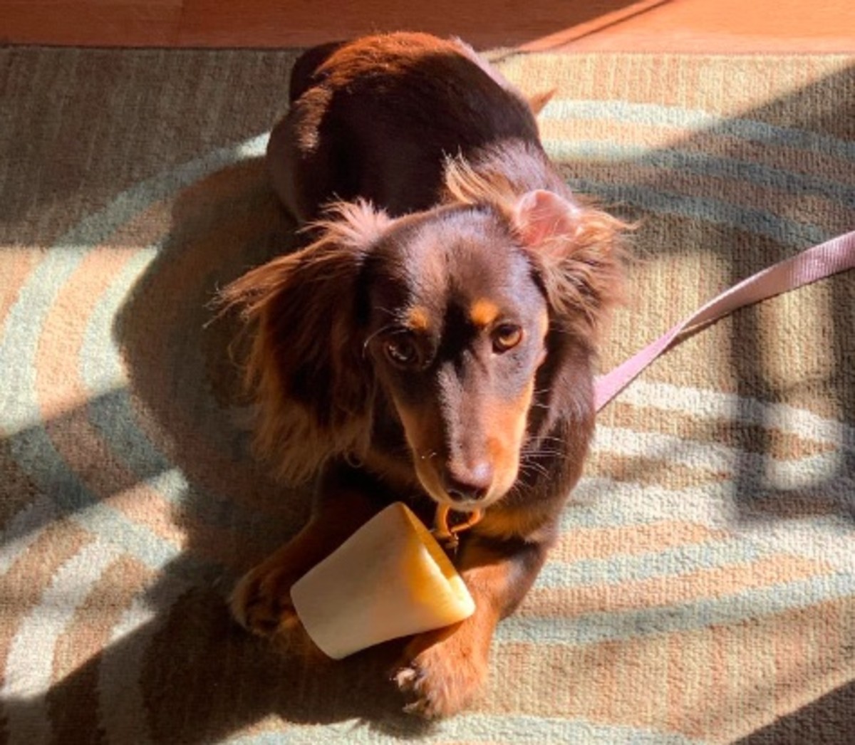 New Survey Reveals the 10 Most Common Male and Female Dog Names