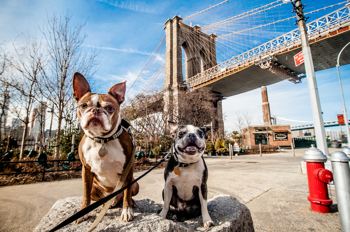 New Survey Ranks The Best U.s. Cities For Pet Parents - Pethelpful News