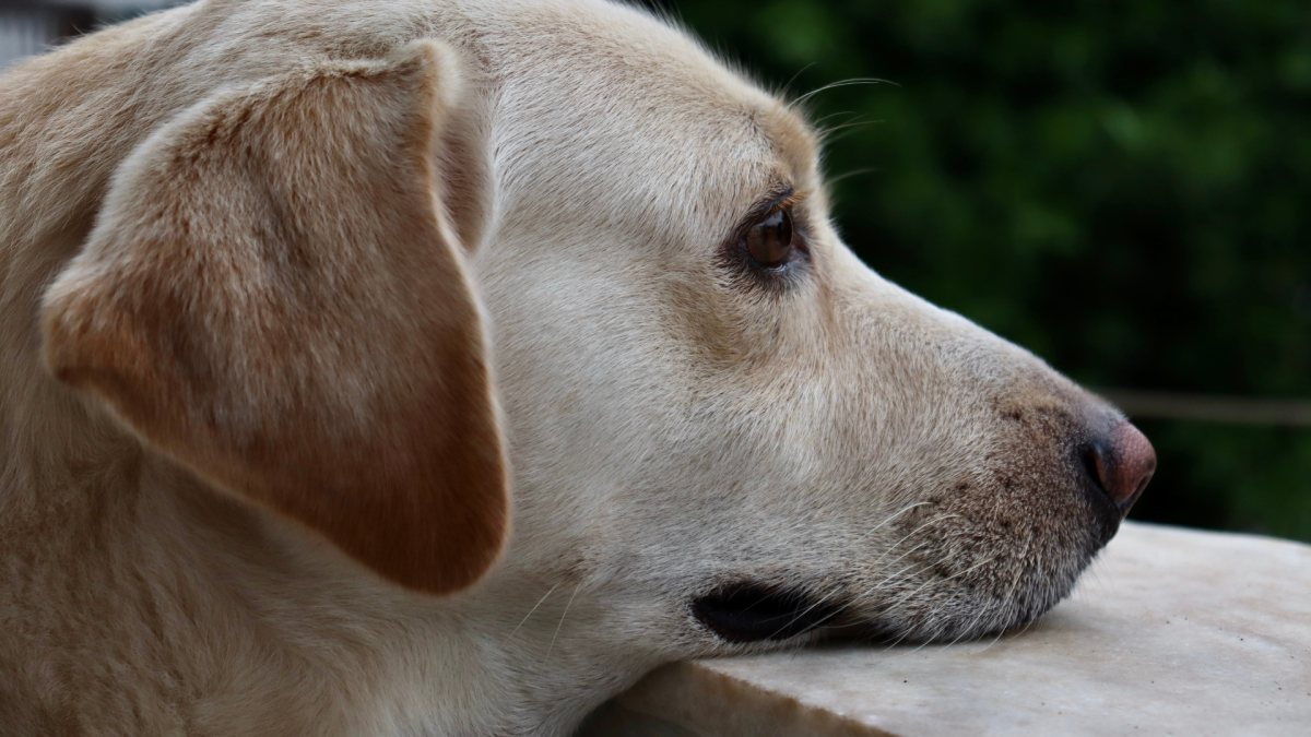 Golden Retriever Who's 'Not a Morning Person' Brings the Drama When Mom ...