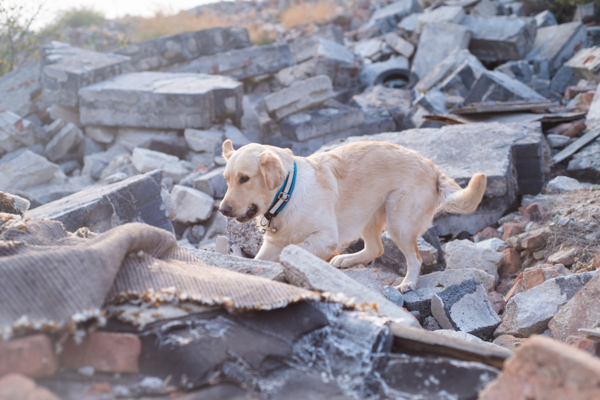 Failed Police Labrador Retriever Becomes Taiwan Earthquake Rescue Hero ...