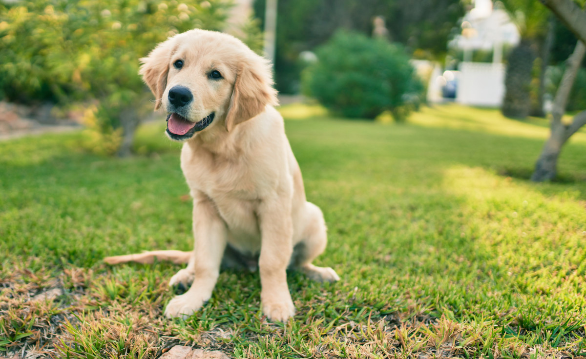 Golden Retriever Puppy's 'graphic Design' Skills Have Major 