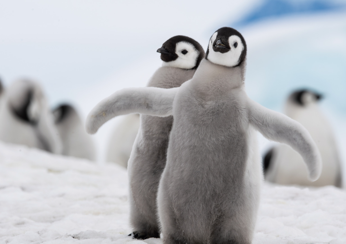 National Geographic Explorer Captures Incredibly Rare Footage of