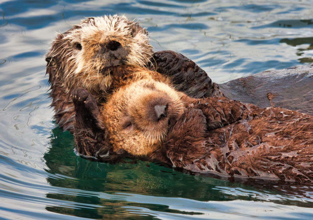 Aquarium of the Pacific Pairs Orphaned Sea Otter Pup With Surrogate Mom ...