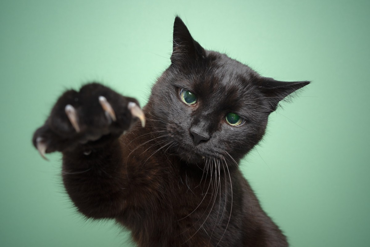 Inhumane Practice of Cat Declawing Is About to Be Illegal in Virginia
