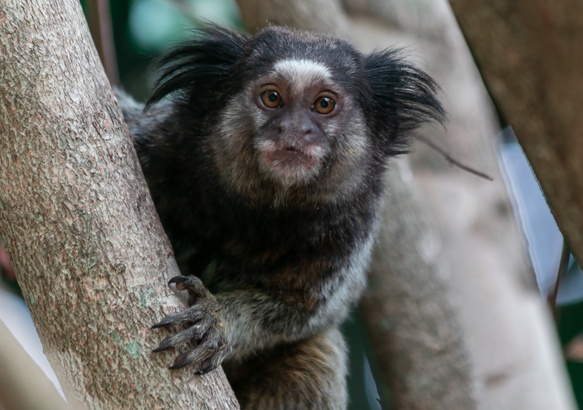 Zoo Marmosets Get Hold of a Phone and Total Cuteness Ensues - PetHelpful