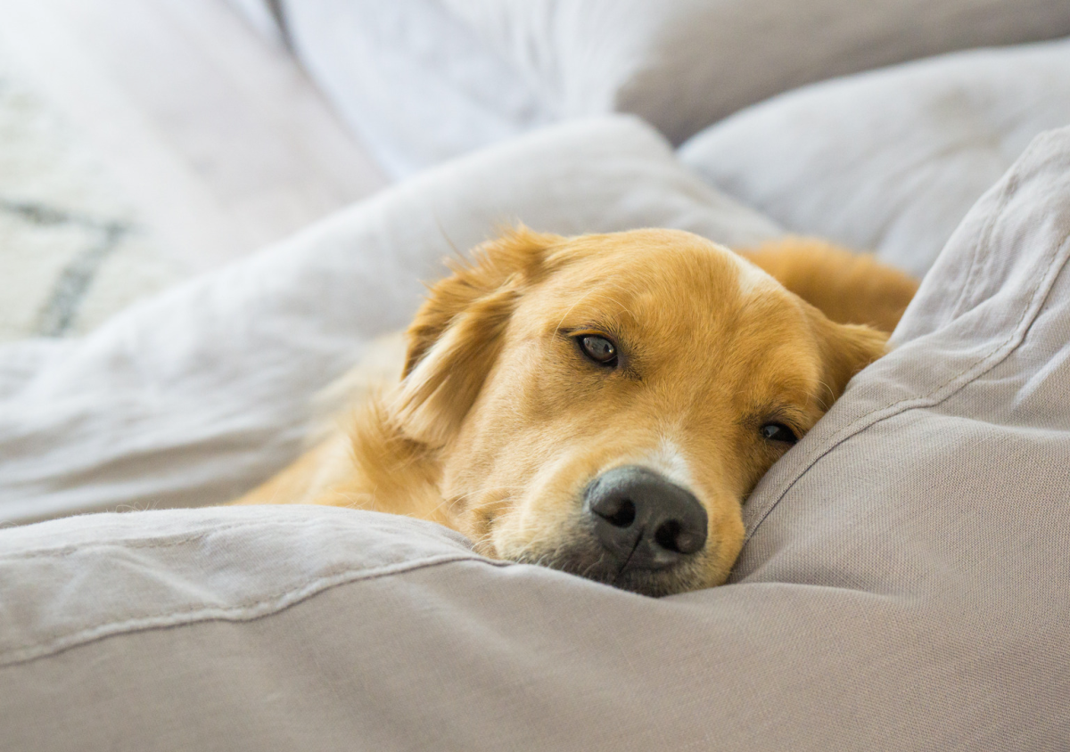 Golden Retrievers’ Tired Faces Over Puppy Who Won’t Sleep Are Like ...