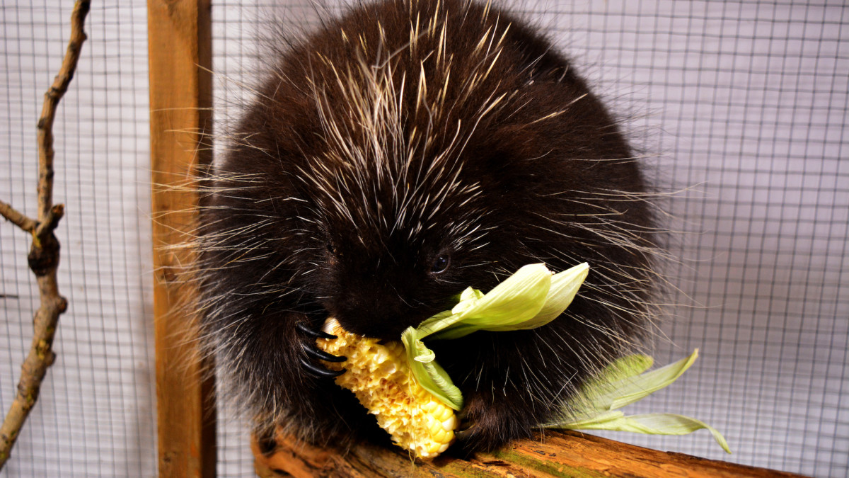 Rescued Porcupine Snacks With Contentment After Transformation At Maine 