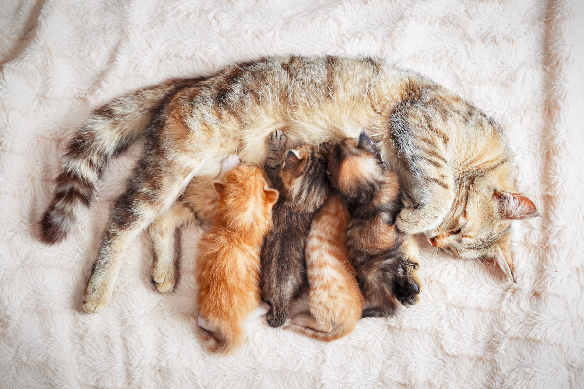 Adorable Maine Coon Kittens' First Hours of Life Are Such a Miracle ...