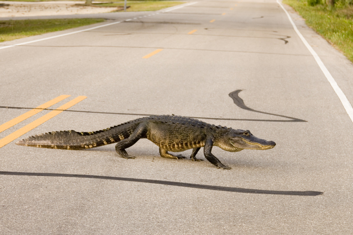 Tampa Alligator Chills Under Air Force Plane And Has Zero Interest In 