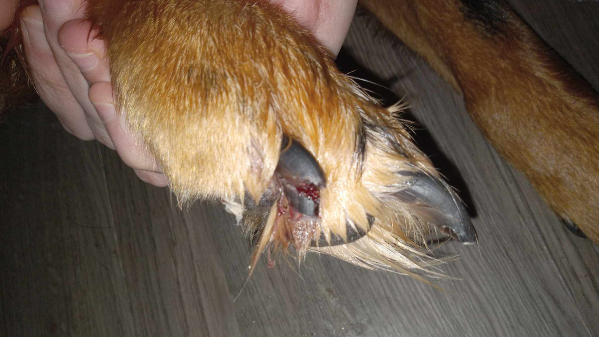Dog cracked nail hotsell