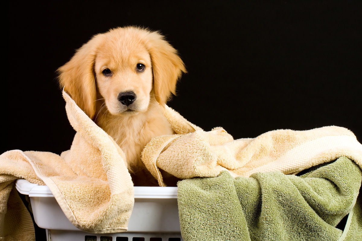 Dad's Kind Gesture Toward Golden Retriever Puppy Who's Scared of the ...