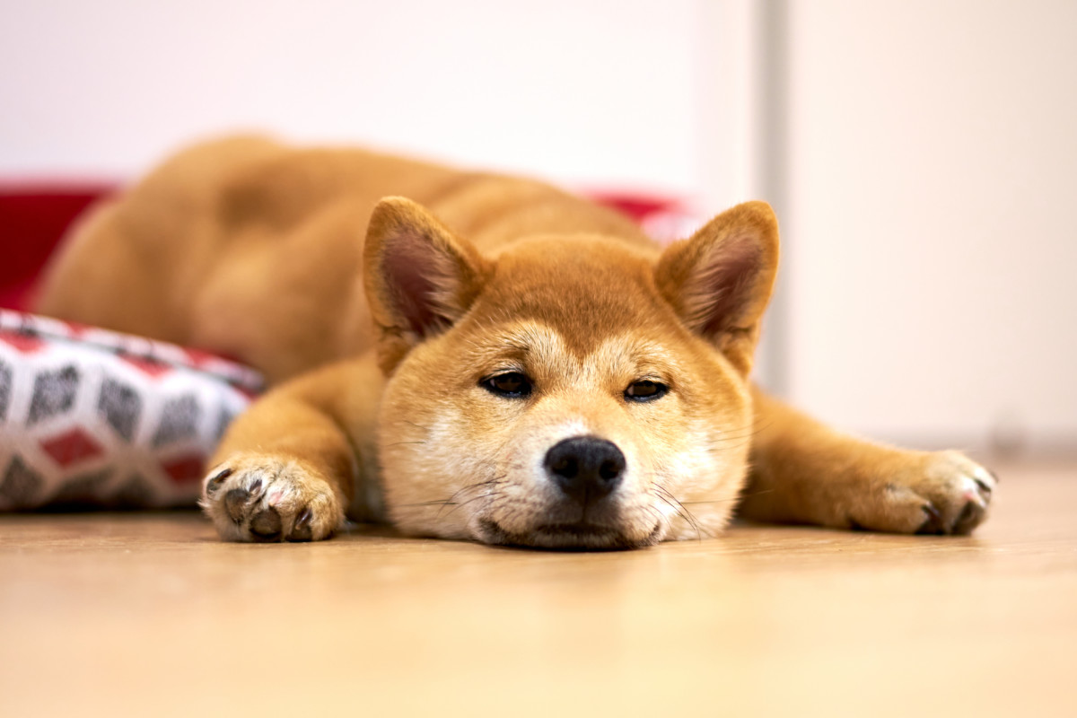 Pet Sitter Abandoned Senior Shiba-Inu with Dementia While Dog's Dad Was ...