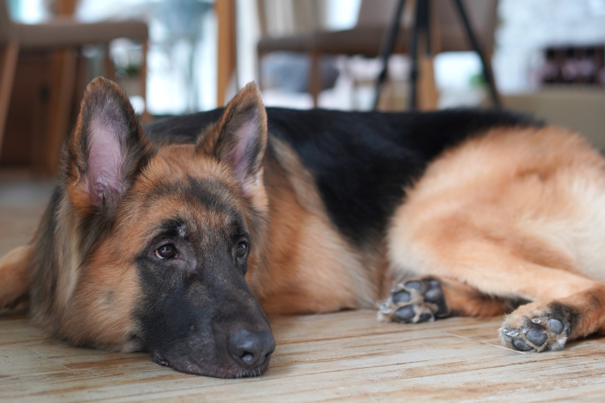 German's Shepherd's Terrified Face Over the Family Cat Is Priceless ...