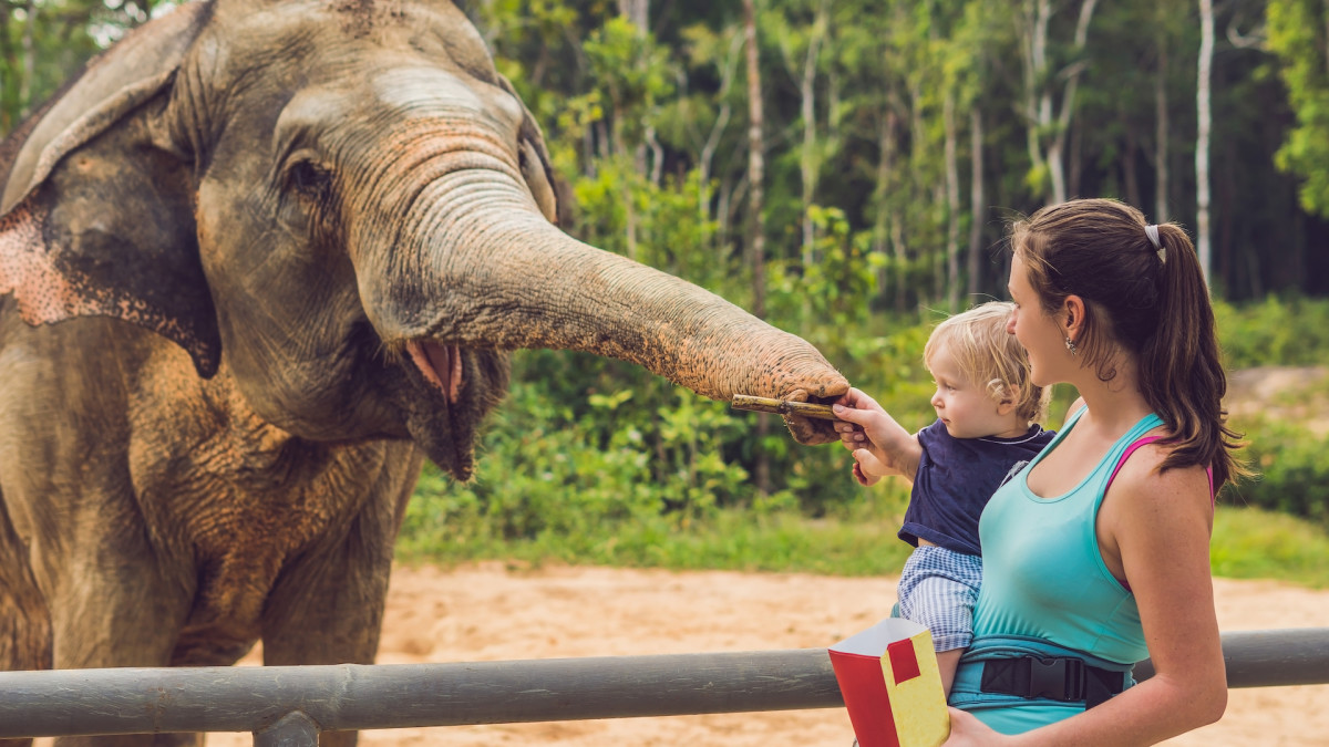 Elephant Returns Child's Shoe After It Falls Into Zoo Enclosure in ...