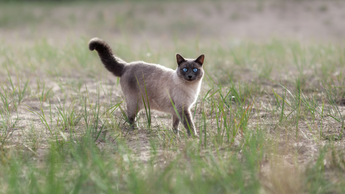 Mom Sees Why Her Siamese Cat Always Wants To Go Outside & It's The 