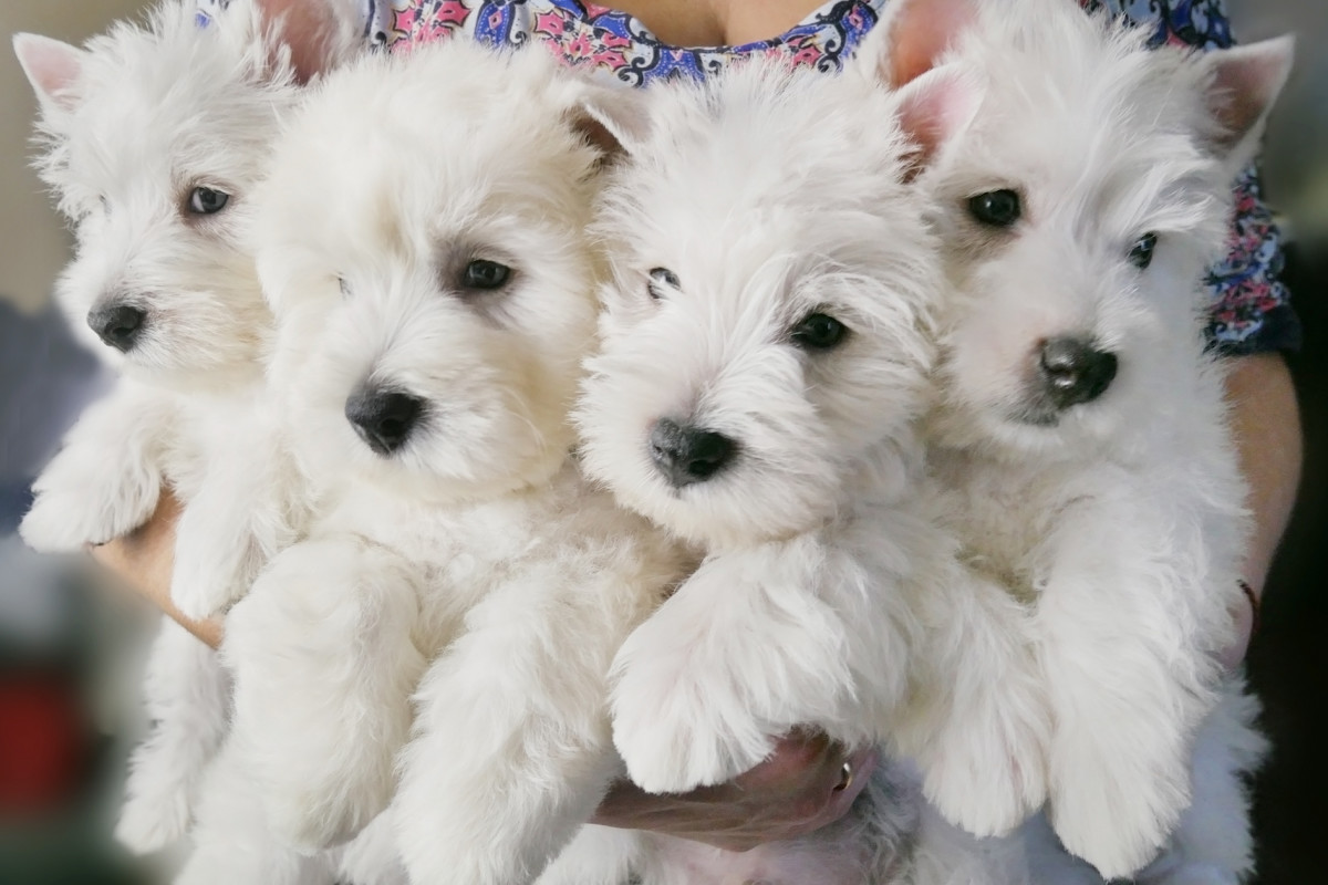 New Study Sheds Light On Whether Purebred Pups Are More Prone To 