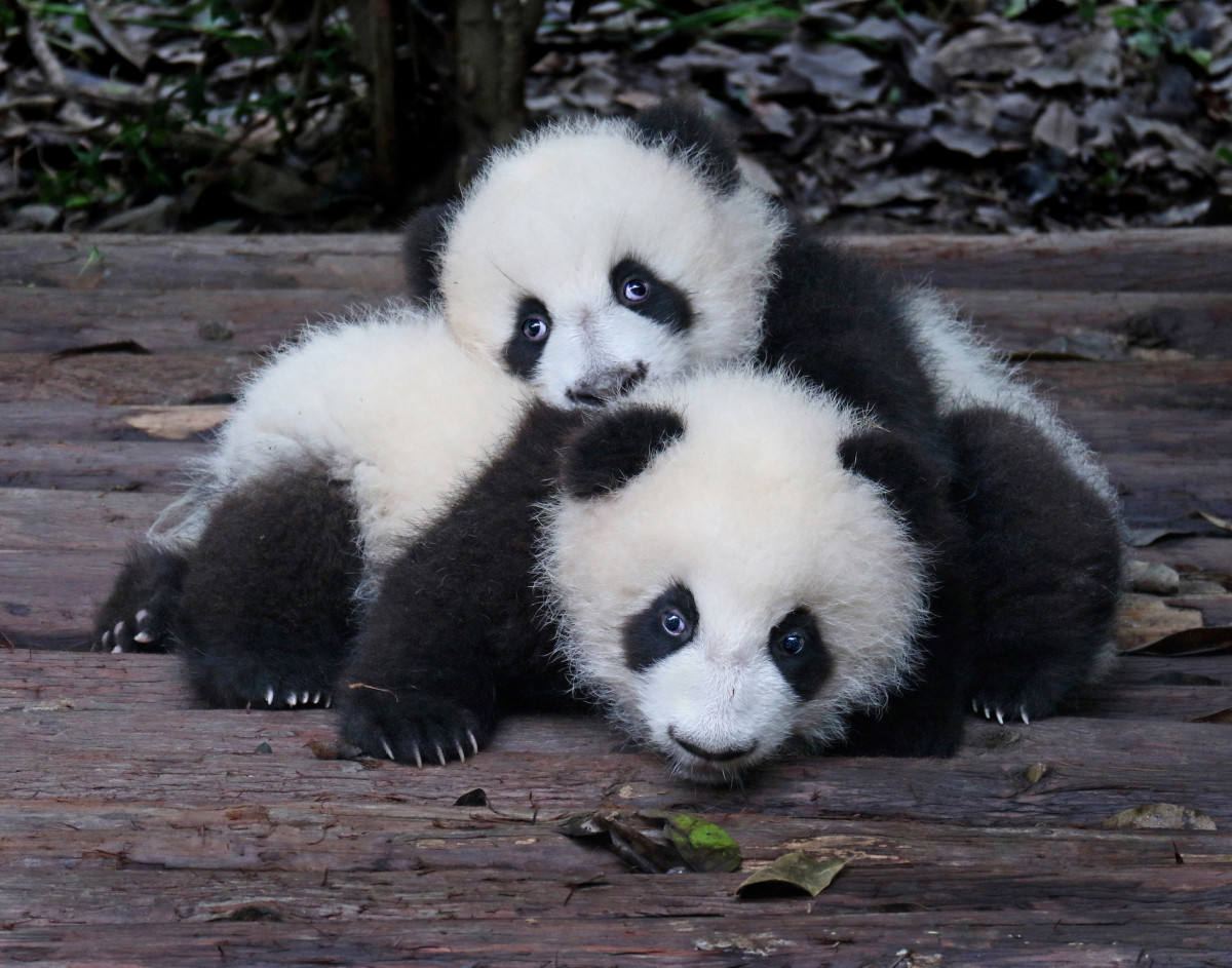 China Zoo 'Dyes' Chow Chow Dogs to Pass Off As Panda Bears and People ...