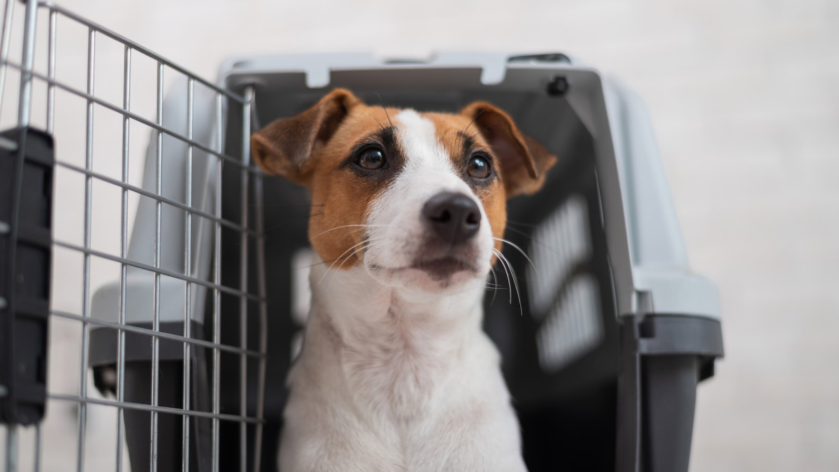 CDC Implements Important New Regulation for All Dogs Traveling to the U