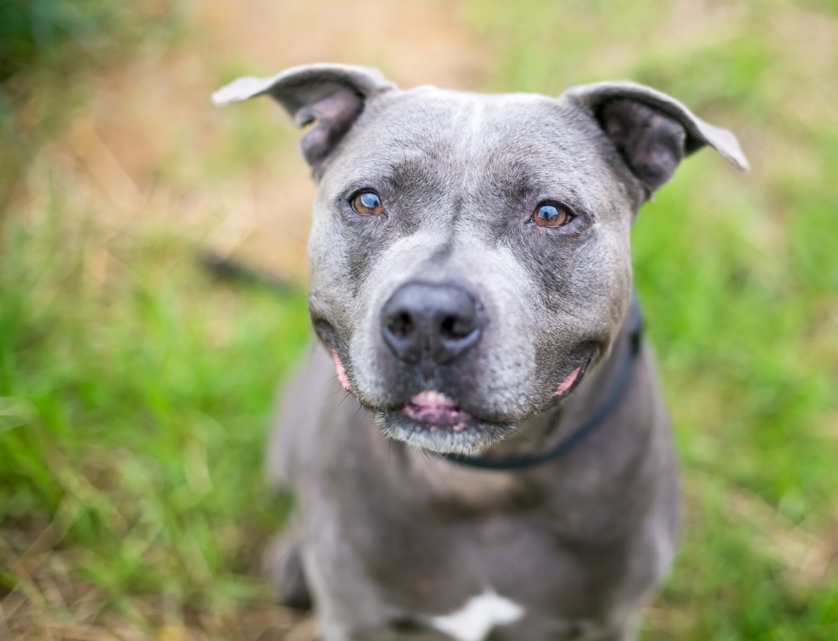 Buffalo Firefighter Adopts 3-Legged Pit Bull Mix He Helped Save ...