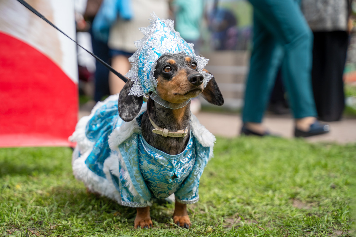 Annual Dachshund Parade in Rochester Is a True Celebration of Cuteness