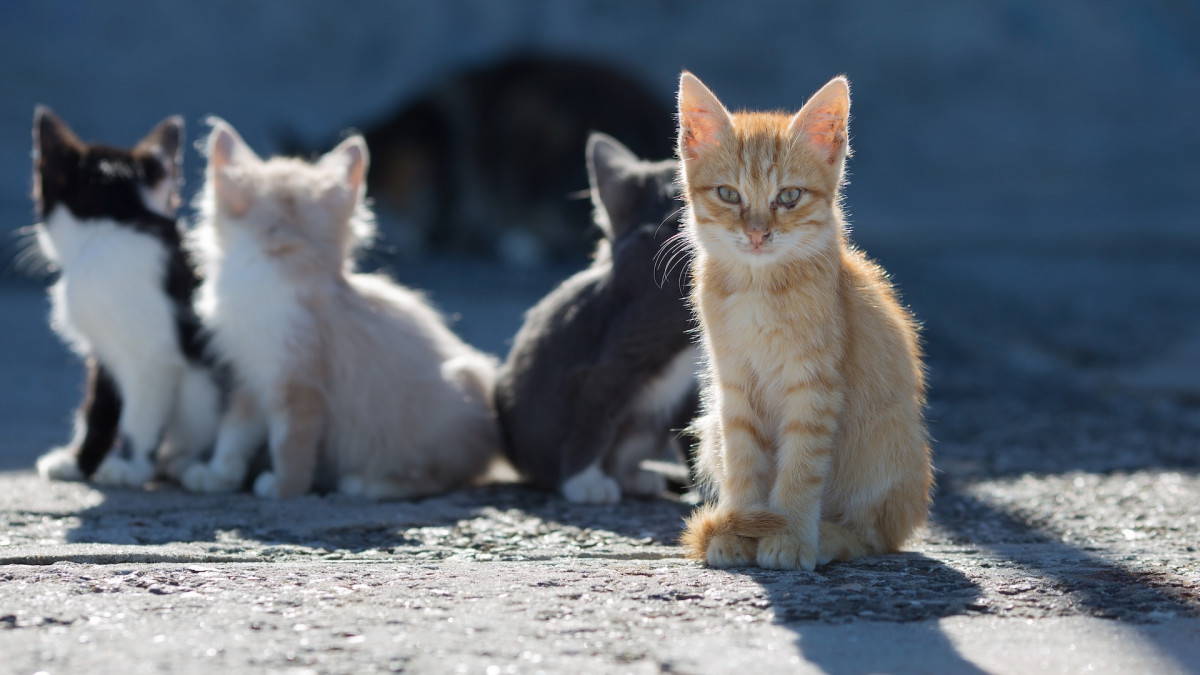 7 Kittens Founds Abandoned in Parking Lot Find Safety in Foster Home ...