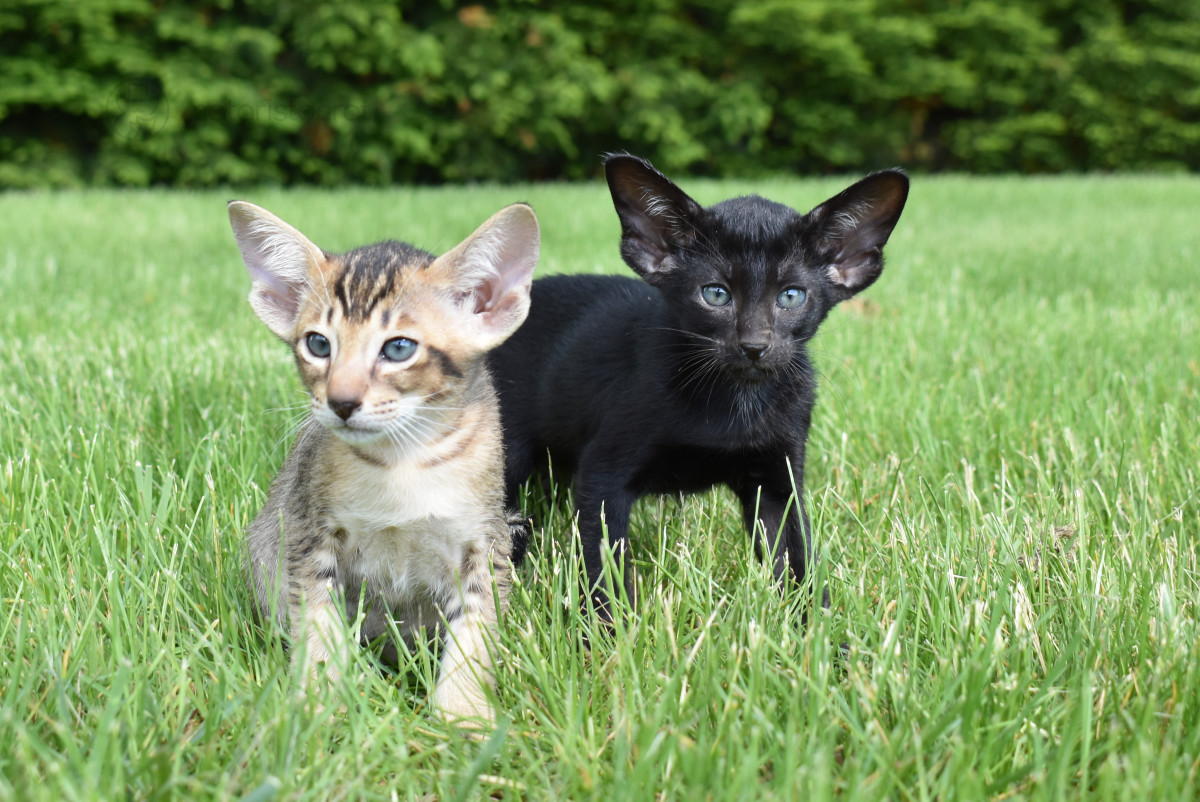 Kitten Fraud: How to Avoid Becoming a Victim of Scams - PetHelpful