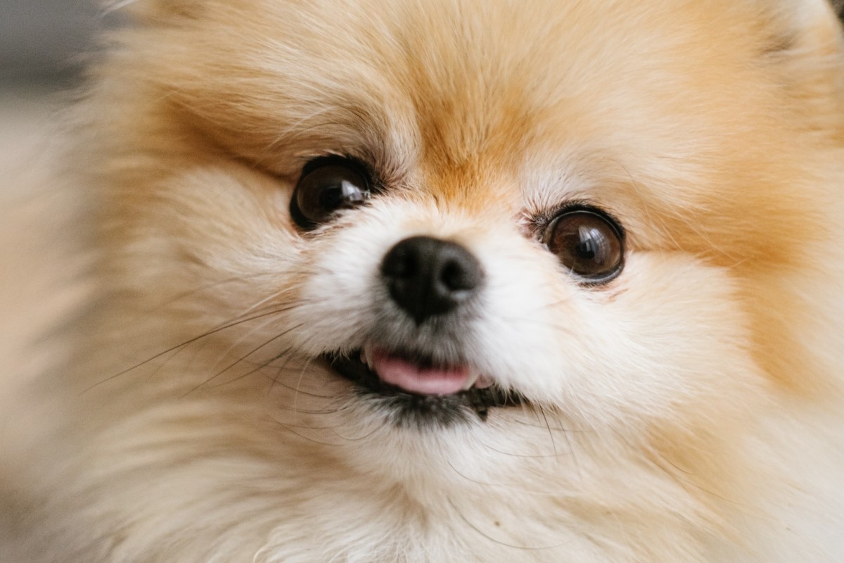 Tiny Pomeranian Goes Through 'Every Emotion' Waiting in the Drive-Thru ...