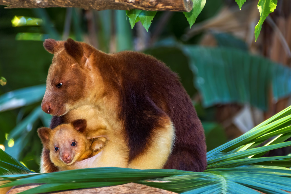 Rhode Island Zoo's Endangered Tree Kangaroo Is Taking the Internet By ...