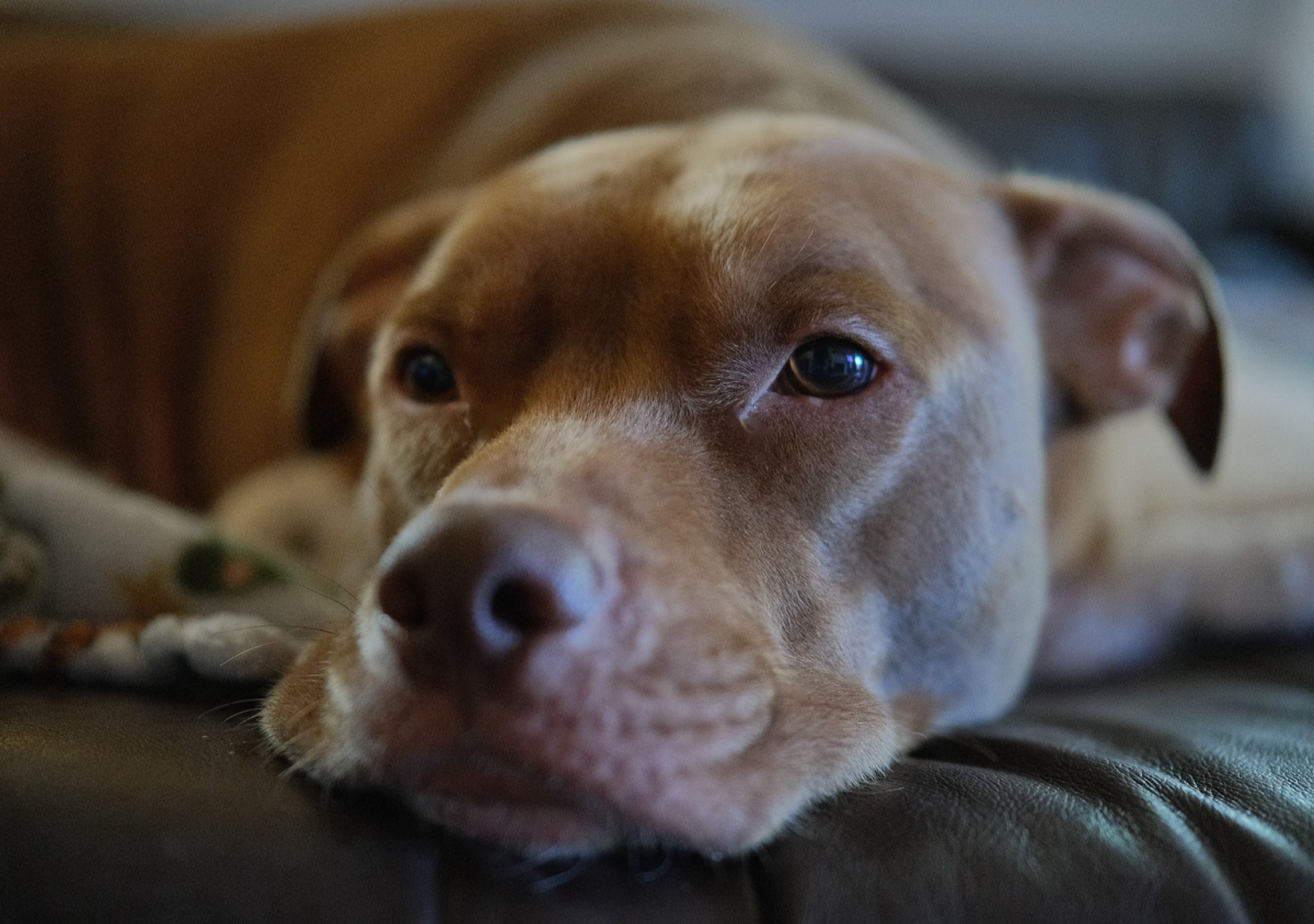 Man Introduces His ‘Perfect TV Dog’ Pit Bull and Everyone Wants One
