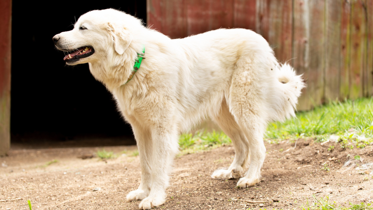 Great Pyrenees' Gentle Attention to Newborn Goats Makes Her the Most ...