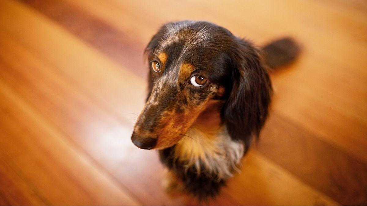 Why Your Dog Has Started Pooping in the House How to Stop It PetHelpful