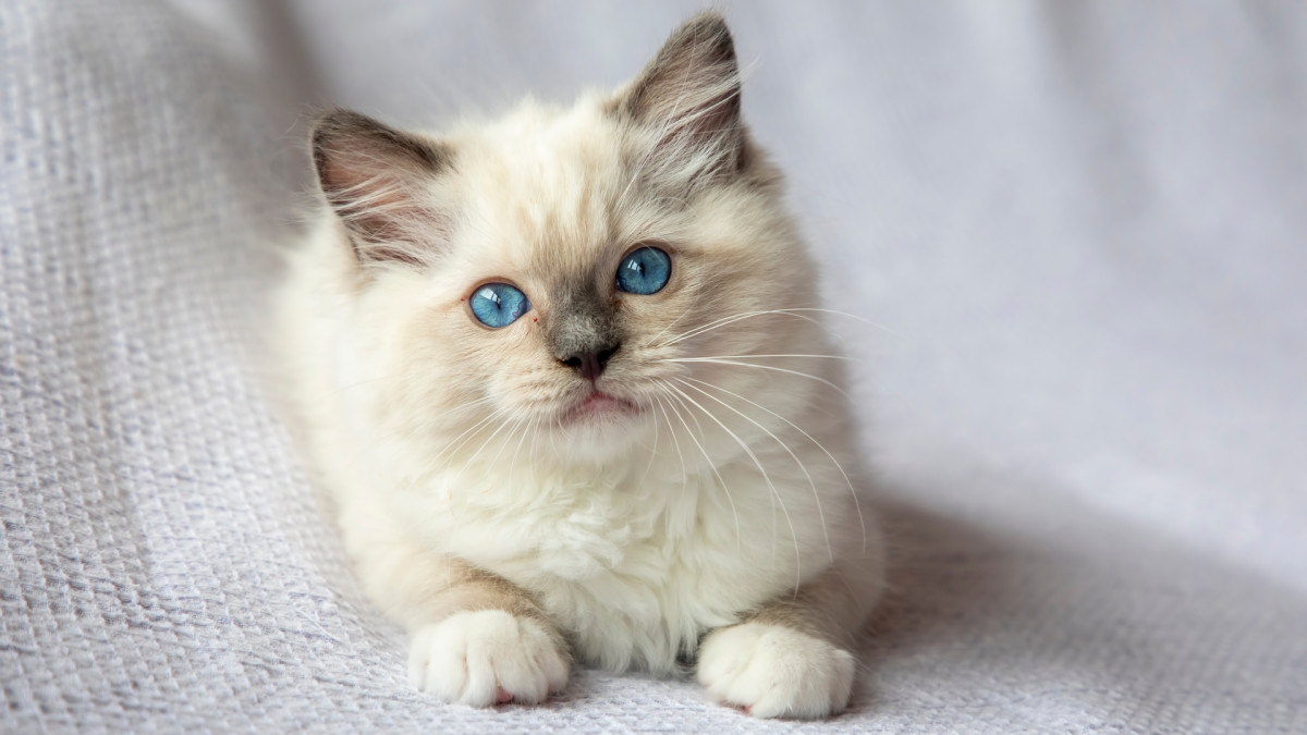 Family of Samoyeds Adopts Ragdoll Kitten As 'Part of Their Pack' and It ...