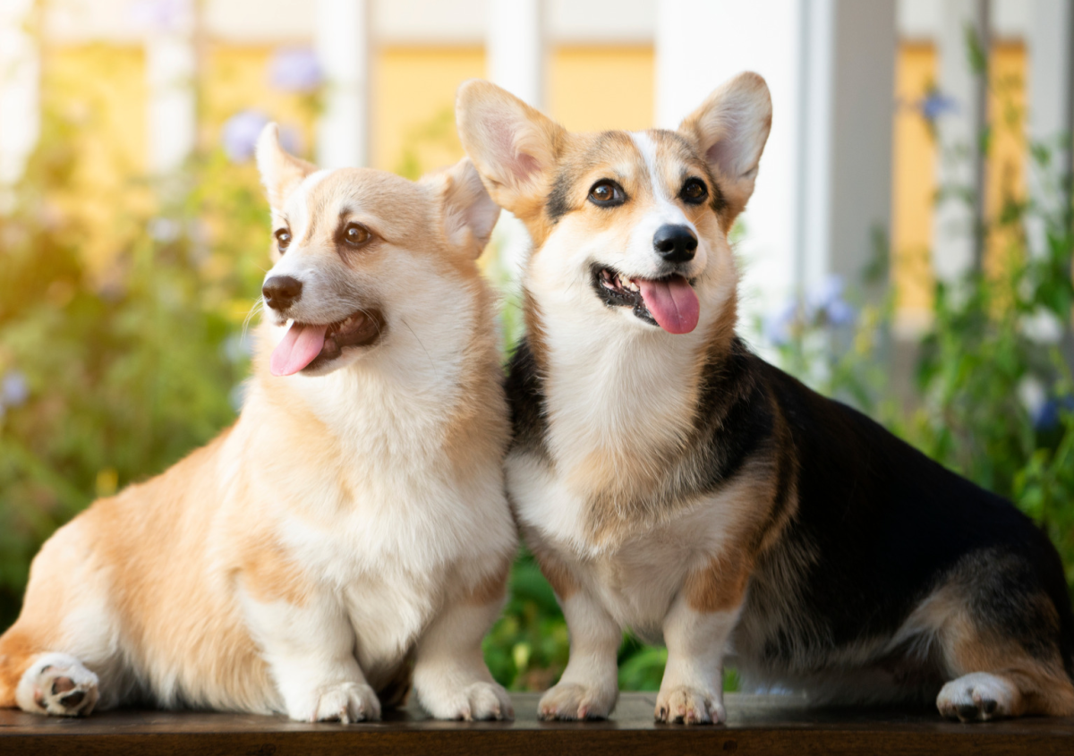 Corgi Makes Parents Want Another Dog but They Get More Than They ...