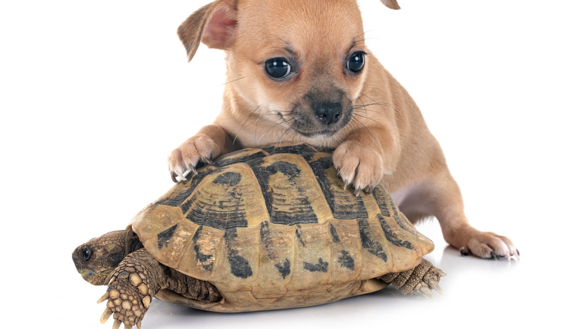 Chihuahua Does Happiest Little Dance Upon Seeing BFF Rescue Tortoise ...