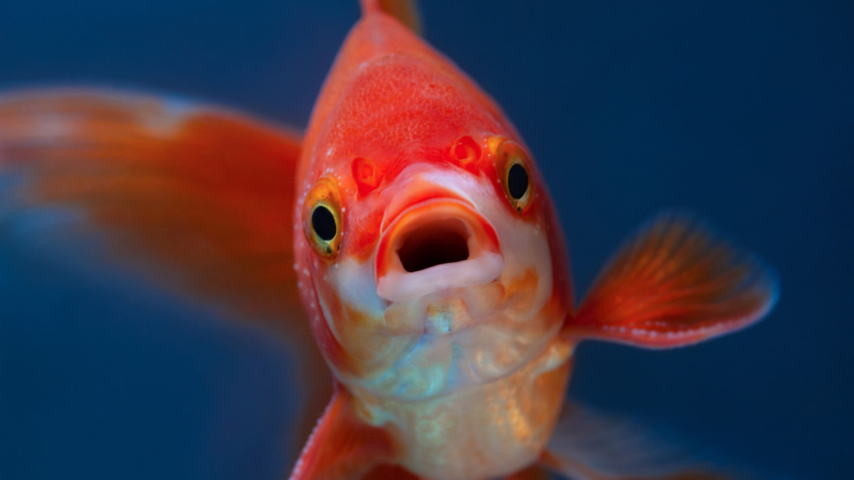 Man Under Attack for Saving Goldfish Who 'Fell Out of the Sky ...