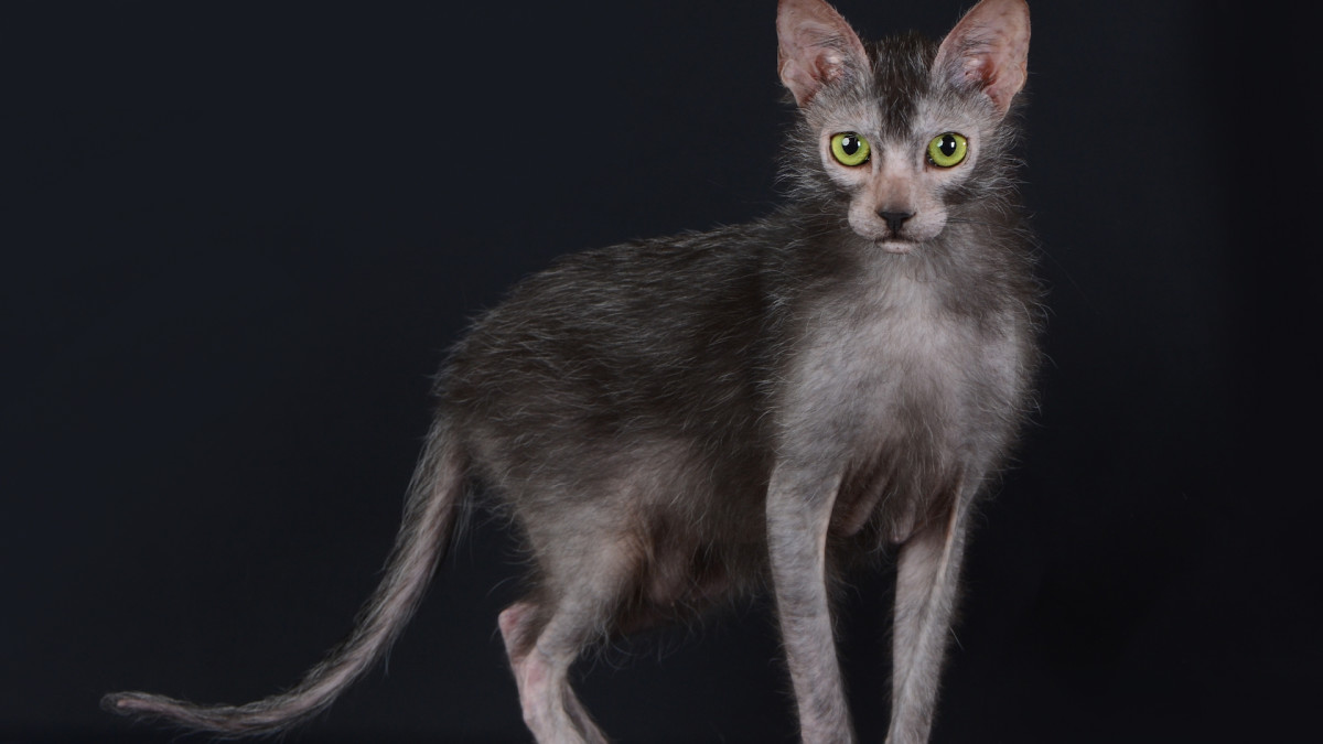 Unusual 'Werewolf Cat' Resembles Giant Rat and People Are Baffled ...