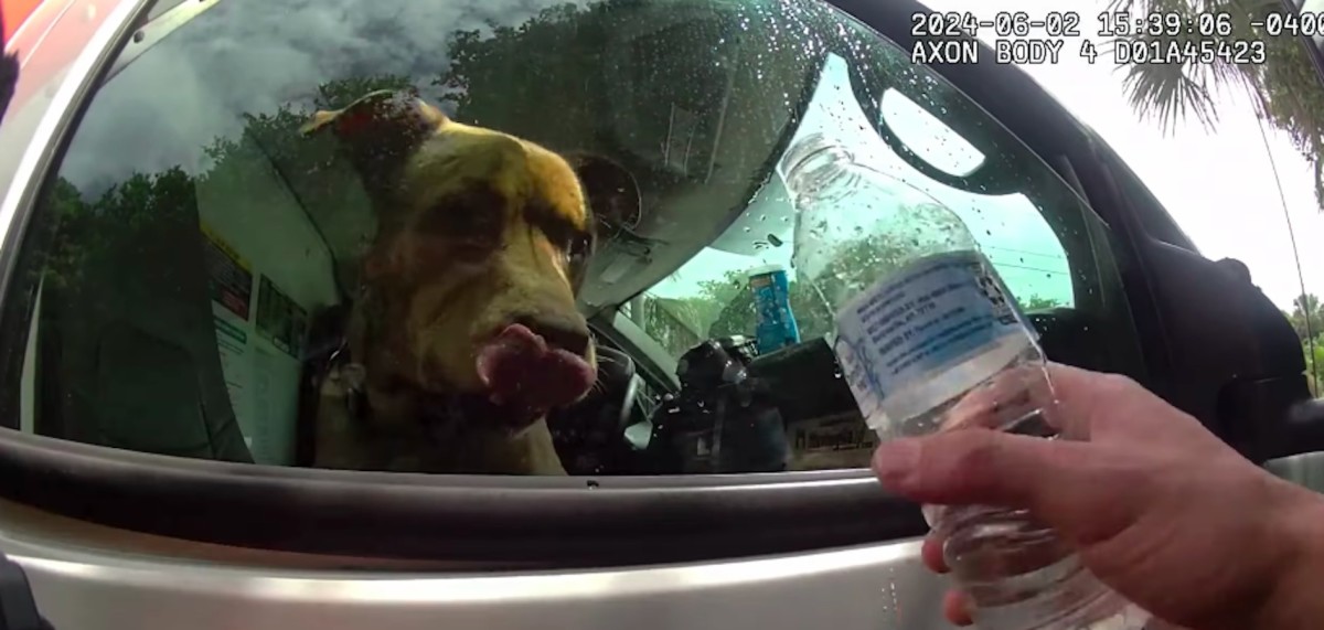 Police in Florida Give Water to Labrador Mix Trapped in Uhaul While ...