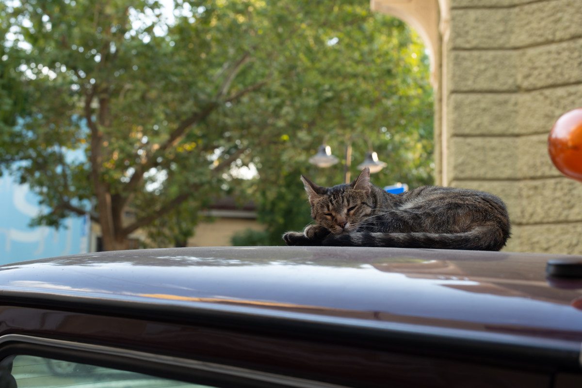 Nashville Cops Bust Tabby Cat During Interstate Traffic Accident ...