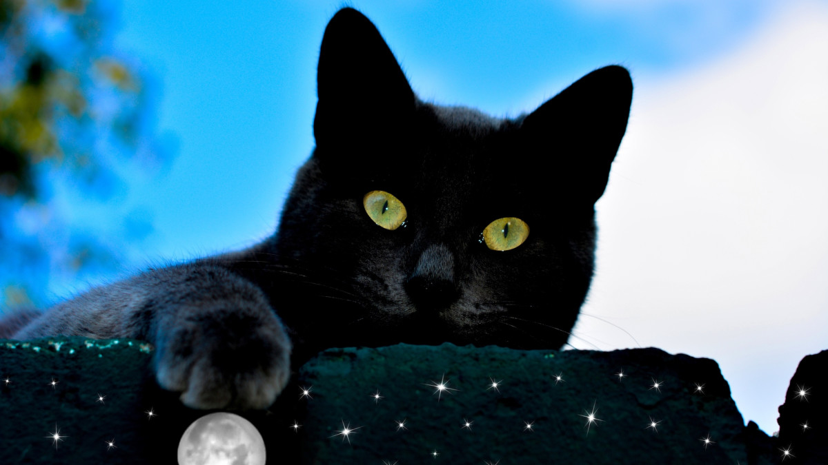 Rare 'Galaxy Kitty' Has Condition Which Gives Him a Starry Coat