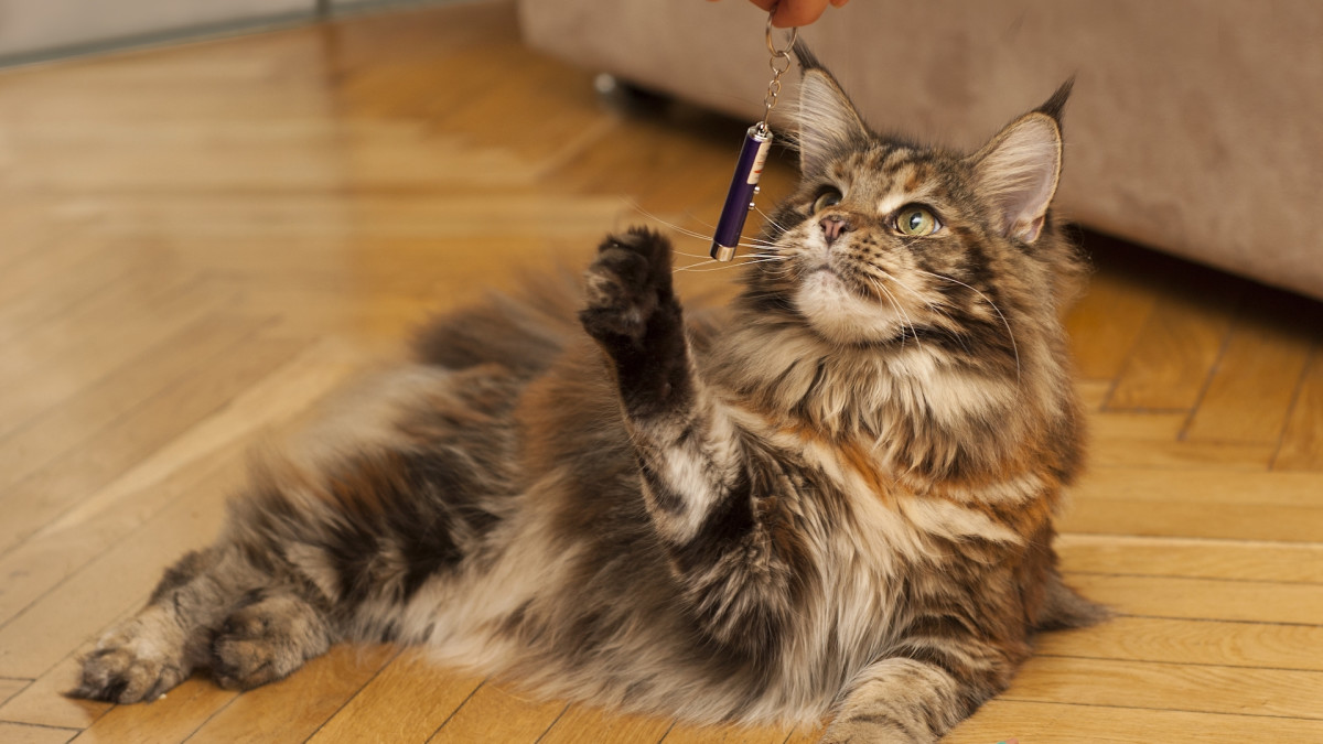 Maine Coon Cat Teaches Toddler Joys of Laser Pointer Chasing ...