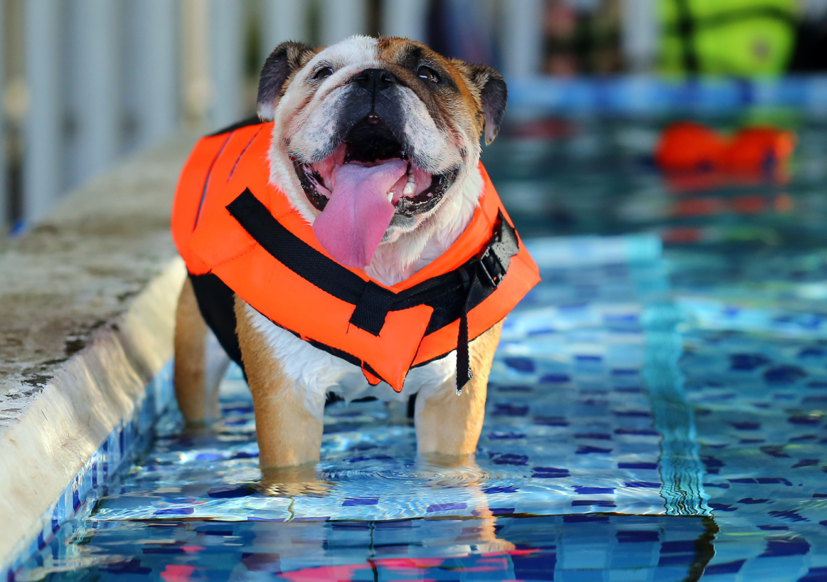 English Bulldog Has Epic Fail After Trying To Use Kiddie Pool As A Boat 