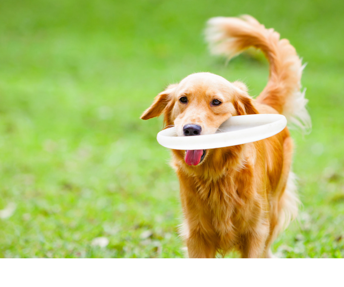 Dad’s Attempt To Play Frisbee With Golden Retriever Backfires In Most 