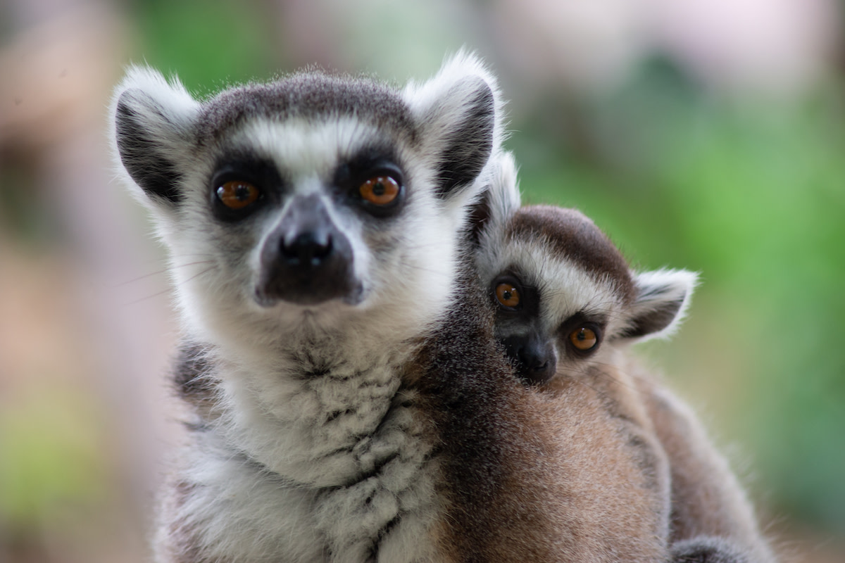 Lemur Mother Wrangling Adorable Newborn Baby Is So Relatable to Human ...