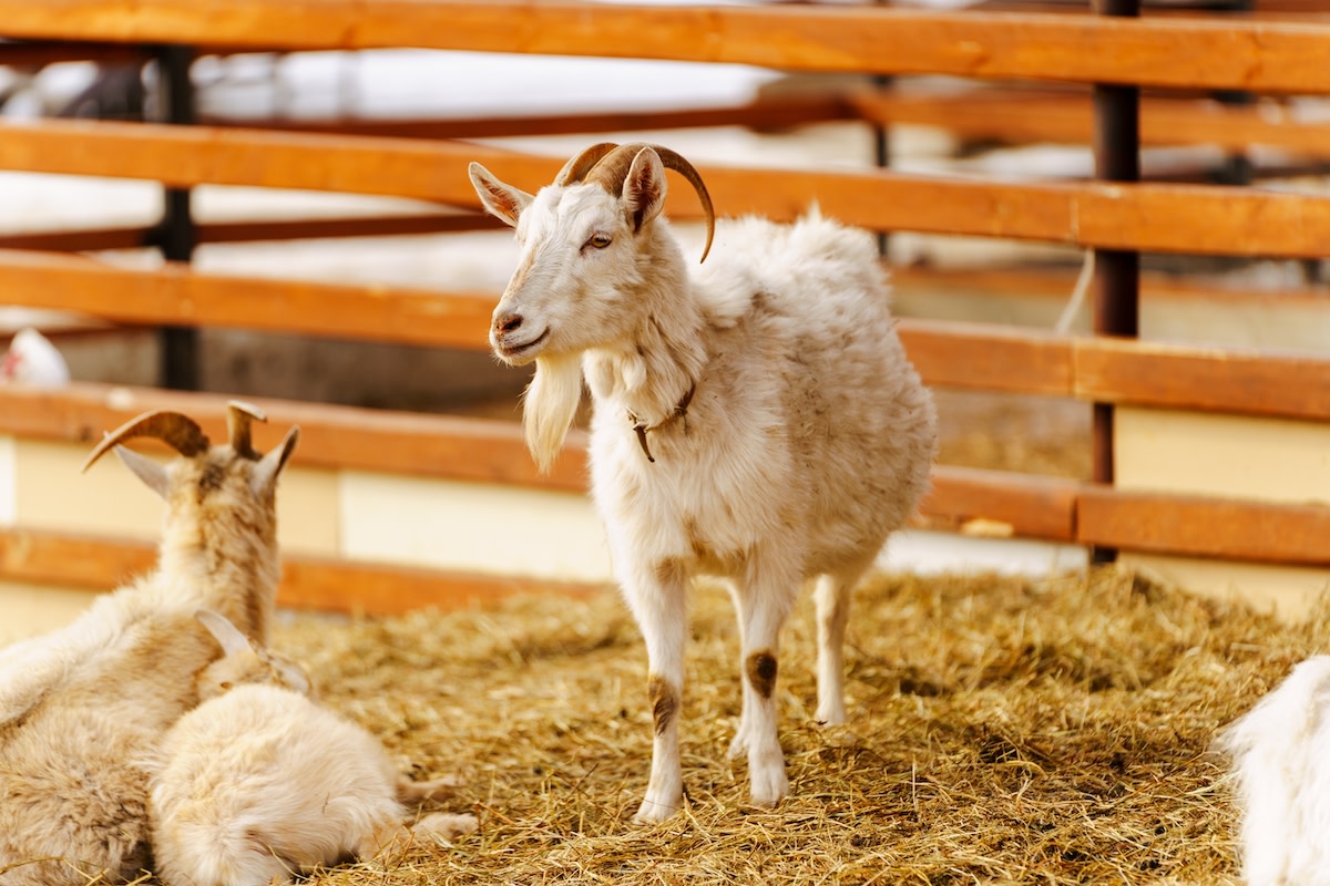 Goats Happily Playing in Dirt Pile 'Sandbox' Are Just Like Human Kids ...